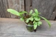 Пузырчатка длинолистная Utricularia Longifolia - изображение 1