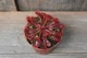 Росянка лопатчаста Drosera spatulata - зображення 4