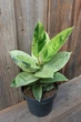 Фикус эластика шривериана или муншайн (Ficus еlastica schrijveriana, Ficus elastica Moonshine) - изображение 3