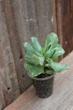 Крассула Синяя птица Crassula arborescens ssp. undulatifolia cv. Blue Bird - изображение 3