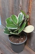 Хойя Аустралис Блонди Hoya Australis Blondie - изображение 2