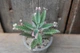 Каланхоэ дегремона Пинк Батерфляй Kalanchoe daigremontiana Pink Butterfly - изображение 3