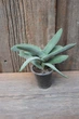 Крассула пронзеннолистная фальката Crassula perfoliata var. falcata - изображение 1