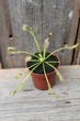 Росянка капская Drosera сapensis - изображение 1