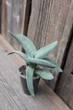 Крассула пронзеннолистная фальката Crassula perfoliata var. falcata - изображение 2