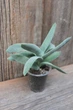 Крассула пронзеннолистная фальката Crassula perfoliata var. falcata - изображение 3