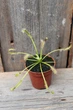 Росянка капская Drosera сapensis - изображение 4