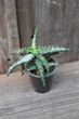 Алоэ гаргули Aloe gargoyle - изображение 2