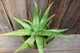 Алоэ бусей Aloe bussei - изображение 5