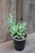 Крассула мезембріантемоподібна Crassula mesembryanthemoides - зображення 3