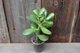 Толстянка яйцевидная Crassula ovata Денежное дерево - изображение 3