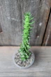 Аустроцилиндропунция шиловидная Austrocylindropuntia subulata - изображение 1