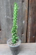 Аустроцилиндропунция шиловидная Austrocylindropuntia subulata - изображение 3