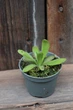 Жирянка Анна Pinguicula Anna - изображение 1
