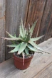 Алоэ меланоканта Aloe melanacantha - изображение 1