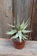 Алоэ меланоканта Aloe melanacantha - изображение 2