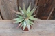 Алоэ меланоканта Aloe melanacantha - изображение 4