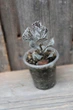 Каланхоэ ромболистное Kalanchoe Rhombopilosa - изображение 2