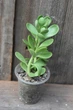 Сенецио Крестовник Якобсена Senecio Jaobsenii - изображение 3