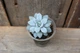 Эхеверия карниколор Echeveria carnicolor - изображение 2