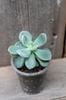 Эхеверия пульвината Echeveria pulvinata - изображение 1