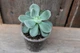 Эхеверия пульвината Echeveria pulvinata - изображение 2
