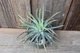 Алое Хумилис приземистое Aloe humilis - изображение 3
