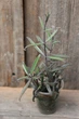 Каланхое Бовері Kalanchoe beauverdii - зображення 2