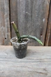 Церопегия стапелевидная Ceropegia stapeliiformis - изображение 1