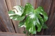 Монстера Тайське сузір'я Monstera Deliciosa Thai Constellation - зображення 2