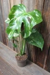 Монстера Тайське сузір'я Monstera Deliciosa Thai Constellation - зображення 3