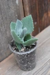 Каланхоэ Милоти Kalanchoe millotii - изображение 3