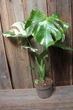 Монстера Тайське сузір'я Monstera Deliciosa Thai Constellation - зображення 4