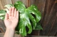 Монстера Тайське сузір'я Monstera Deliciosa Thai Constellation - зображення 6