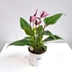 Рослина жива Антуріум Зізу (Anthurium Zizou) в 9 см горщику, 20-30см висотою, з квітами. - зображення 1