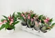 Рослина жива Антуріум Зізу (Anthurium Zizou) в 9 см горщику, 20-30см висотою, з квітами. - зображення 5