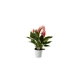 Растение Антуриум Лилли (Anthurium Lilli) в горшке 10 см, высотой 25-35 см, с цветками. - изображение 1