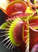 Насіння Dionaea muscipula Венерина мухоловка Хижа рослина 20шт+грунт 0.5л - изображение 10