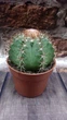 Кактус Ferocactus GreenLife контейнер 8 см - изображение 1