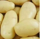 Рання картопля Орла I репродукція 20кг - изображение 1