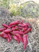 Насіння перцю Турецький Капіо (25 шт) - изображение 4