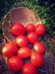 Насіння томатів Панська сливка (25 шт) - изображение 1