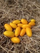 Насіння томатів Римська свіча (25шт) - изображение 4