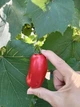 Семена томатов Сан Марцано (25 шт) - изображение 5