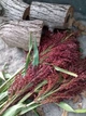 Насіння сорго Санта Фе (червоне) (1 ч.л.) - зображення 3