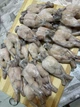 Жабʼячі лапи в вакуумі 4 пари 1шт - изображение 9
