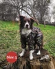 Дождевик-комбинезон для собак-самок DIEGO Rain New F камуфляжный - размер 7 (шея 65 см, грудь 70-90 см, спина 56-62 см), Оксфорд 300, водоотталкивающий, ветрозащитный, нейлоновая подкладка, светоотражатели, застежка на спине - изображение 5