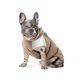 Жилет для животных Pet Fashion Chip XS (такса) (4823082438853) - изображение 3