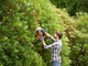 Кущоріз електричний BLACK+DECKER, 500 Вт, зі спеціальним лезом SAWBLADE™, длина ножа 55 см, діаметр гілок 16 мм, з допоміжним - зображення 3