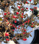 Кизильник гибридный Коралл Бьюти (Coral Beauty) Р9 - изображение 5